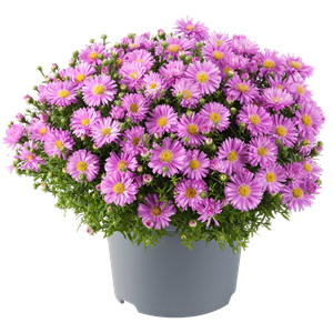 Afbeelding van Asters P19 Light pink